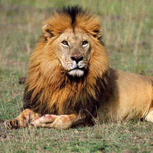 ردیاب حیوانات وحشی