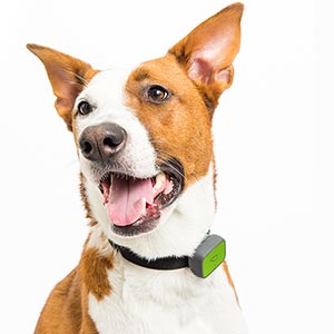 ردیاب حیوانات خانگی