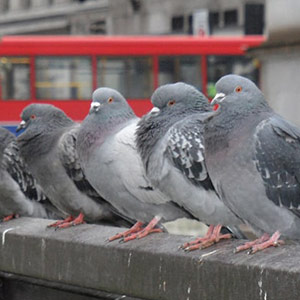 پیشگیری از گم شدن کبوتران با جی پی اس کبوتر