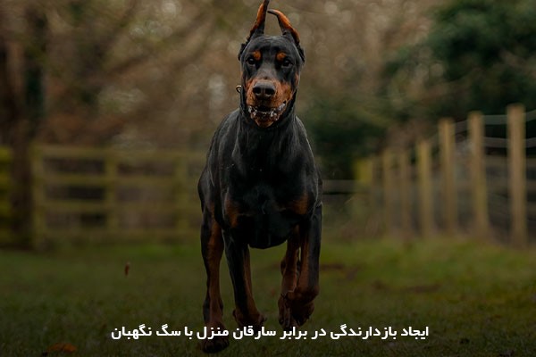 ترساندن سارقان با سگ نگهبان خانگی