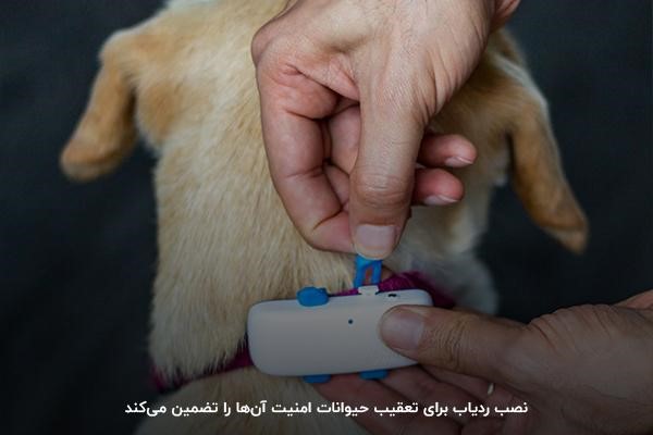 نصب ردیاب؛ راهکاری برای تعقیب و حفظ امنیت حیوانات