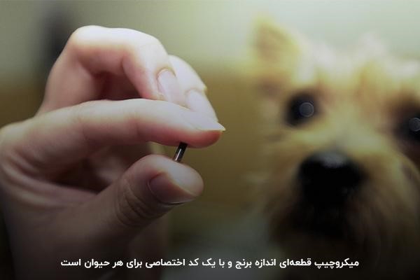 میکروچیپ؛ قطعه‌ای برای ردیابی حیوان خانگی با کد اختصاصی