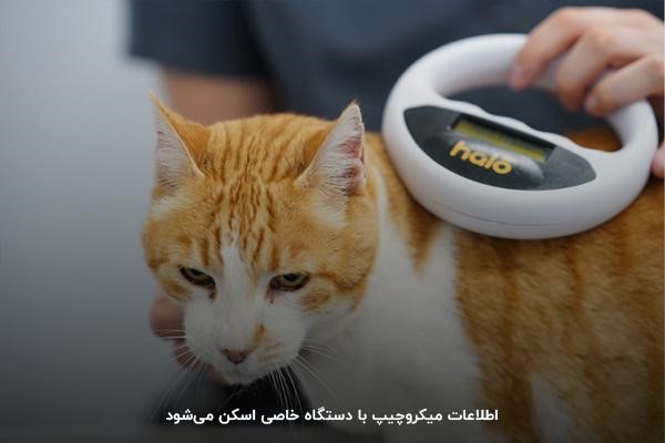 استفاده از دستگاه‌های خاص برای اسکن اطلاعات میکروچیپ