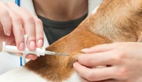 بررسی کامل «میکروچیپ چیست» در بلاگ جی پی اس خودرو